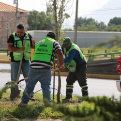 reforesta