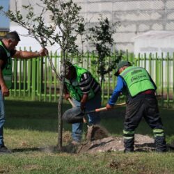reforesta 2