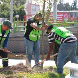 reforesta 3
