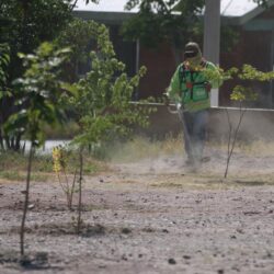 reforesta 4