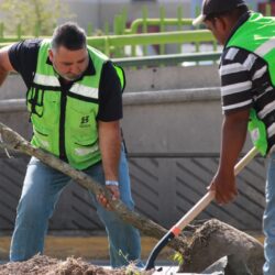 reforesta 5