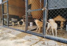 Refuerza Centro de Bienestar Animal protocolos de adopciones, ante caso de maltratador de perros registrado en Saltillo