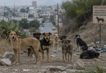 Representan perros ferales riesgo a la salud de personas: Profauna