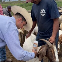 trabajan 5 gusano barrenador saltillo