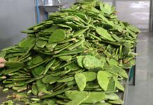 UNAM convierte desechos de nopal en fertilizante que mejora hasta 20% los cultivos