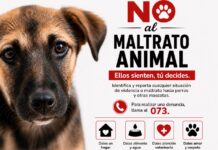 Exhortan a identificar y reportar actos de violencia hacia mascotas domésticas