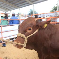 Fortalecen con mejoramiento genético al hato ganadero de Coahuila2