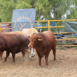 Fortalecen con mejoramiento genético al hato ganadero de Coahuila8