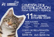 Habrá este martes 11 de agosto campaña de esterilización de perros y gatos en el MUSAVE