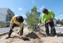 Intensifica Javier Díaz reforestación en bulevares de Saltillo