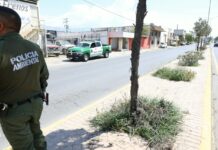 Investiga Saltillo poda irregular de pinos