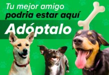 Promueve control canino la adopción responsable de perros
