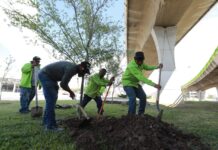 Realizan brigada de reforestación en Distribuidor Vial San Isidro