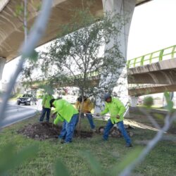 Realizan brigada de reforestación en Distribuidor Vial San Isidro2