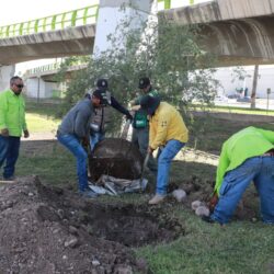 Realizan brigada de reforestación en Distribuidor Vial San Isidro3