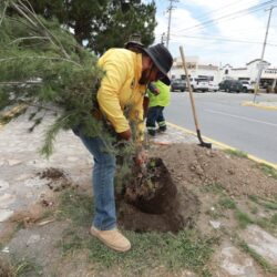 Refuerza Javier Díaz acciones de reforestación en José Musa1