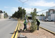 Trabaja Javier Díaz todos los días con reforestación en bulevares