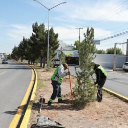 Trabaja Javier Díaz todos los días con reforestación en bulevares