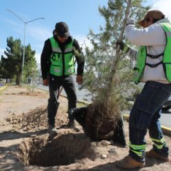 Trabaja Javier Díaz todos los días con reforestación en bulevares1