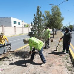 Trabaja Javier Díaz todos los días con reforestación en bulevares2