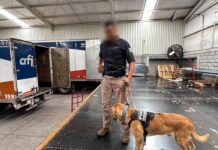 Aseguran 10 kilos de droga en empresas de paquetería en Torreón durante julio