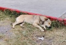 Aseguran que perros callejeros corren peligro en la UAAAN