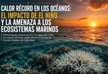 Calor récord en los océanos: el impacto de El Niño y la amenaza a los ecosistemas marinos