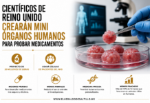 Científicos de Reino Unido crearán mini órganos humanos para probar medicamentos