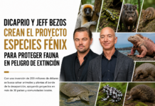 DiCaprio y Jeff Bezos crean el Proyecto Especies Fénix para proteger fauna en peligro de extinción