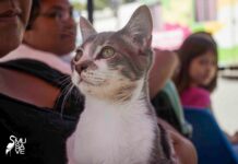 Habrá este 8 de septiembre campaña de esterilización de perros y gatos en el MUSAVE