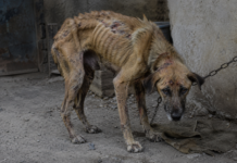 Hay avances en nuevo proyecto de ley para atender delitos relacionados con el maltrato animal en Coahuila: SMA