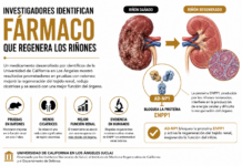Investigadores identifican fármaco que regenera los riñones