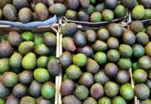 Reanuda EU supervisión de aguacate en Michoacán