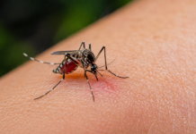 Recomienda IMSS Coahuila tomar precauciones ante el riesgo de que se incrementen los casos de dengue