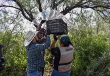 Senasica libera casi 15 millones de moscas estériles contra el gusano barrenador en Chihuahua