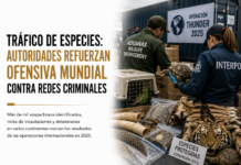 Tráfico de especies: autoridades refuerzan ofensiva mundial contra redes criminales