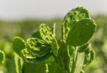 10 cosas sobre el nopal, el tesoro mexicano