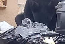 Advierten expertos de riesgos por alimentar a osos
