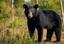 Coahuila fortalece la prevención y coexistencia responsable con el oso negro