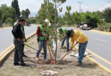 Impulsa Javier Díaz reforestación y limpieza de arroyos