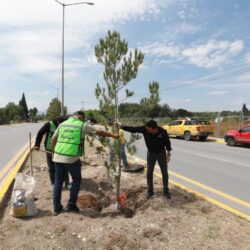 Impulsa Javier Díaz reforestación y limpieza de arroyos3