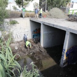 Impulsa Javier Díaz reforestación y limpieza de arroyos5