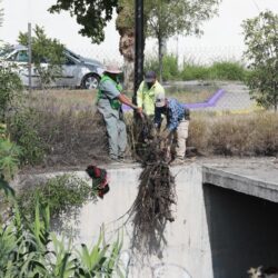 Impulsa Javier Díaz reforestación y limpieza de arroyos7