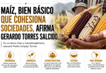 Maíz, bien básico que cohesiona sociedades, afirma Gerardo Torres Salcido