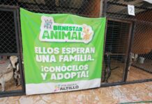 Realiza Municipio Feria de Adopción de seres sintientes