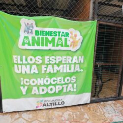 Realiza Municipio Feria de Adopción de seres sintientes