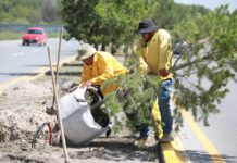 Reforesta Gobierno de Saltillo más tramos del bulevar José Musa