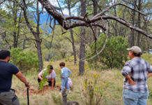 Sanar la tierra: planta Saltillo Ecológico más de 12 mil pinos en Sierra de Arteaga