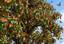 Se prepara el Parque “El Chapulín” para la llegada de la mariposa monarca a Saltillo