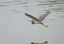 Serán del 3 al 30 de octubre las actividades del décimo Festival de Aves Migratorias en el MUSAVE